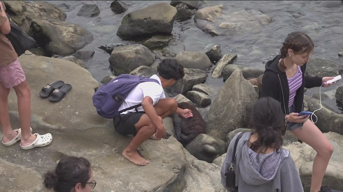 Man caught illegally petting sea lion pup in La Jolla