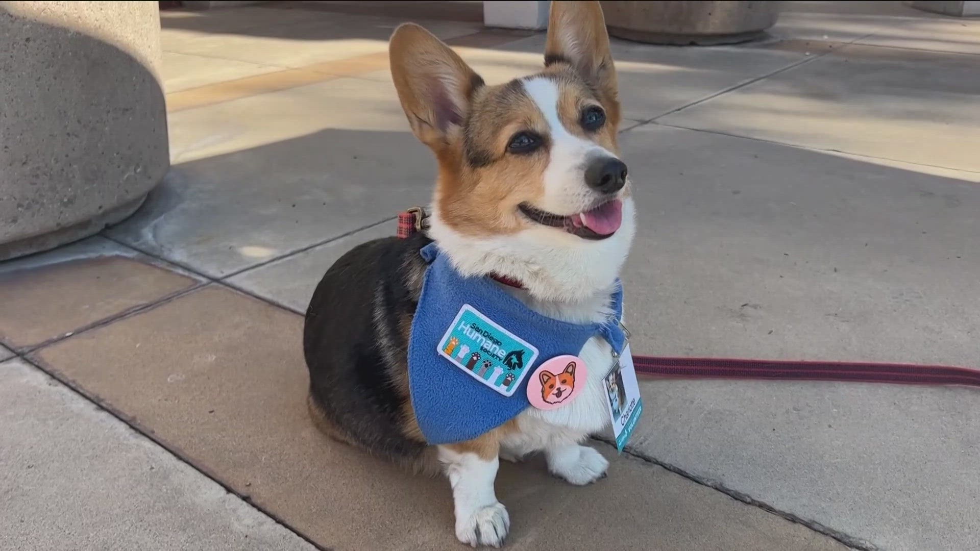 Humane society store emotional support animal