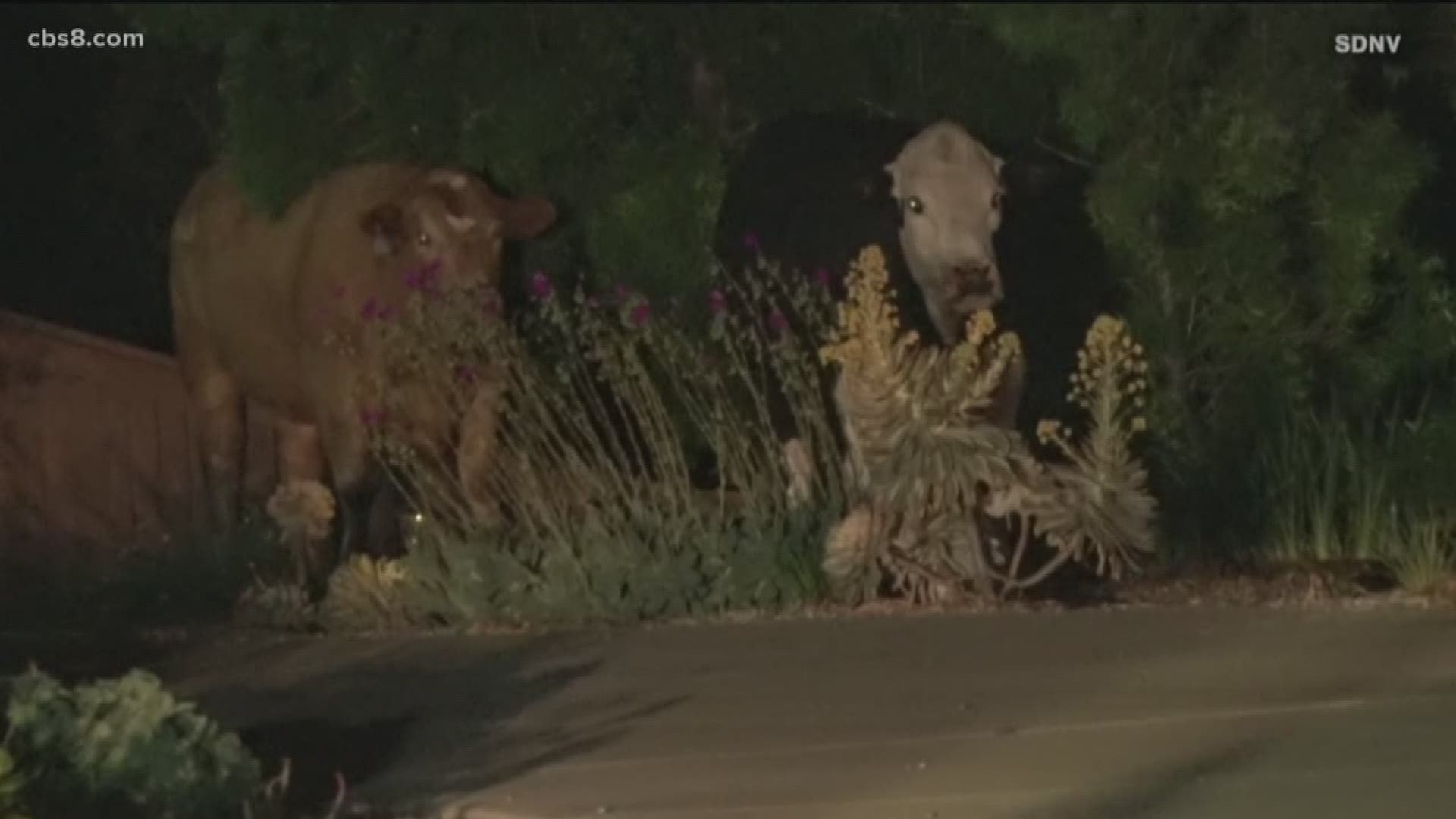 Police located two cows early Sunday morning and observed the creatures standing in a North County San Diego yard munching on plants.