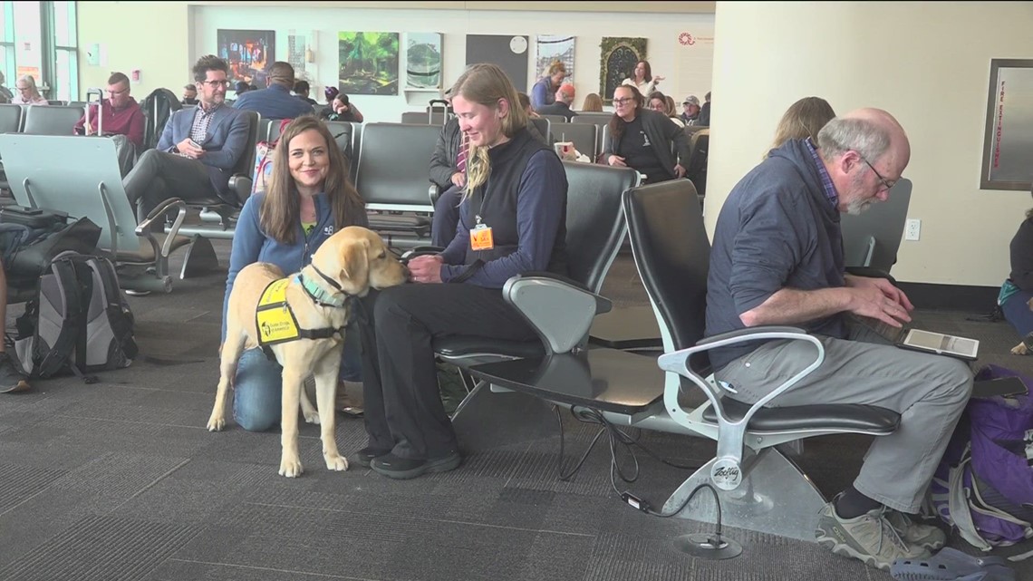 Tracking guide dog training at the San Diego International Airport