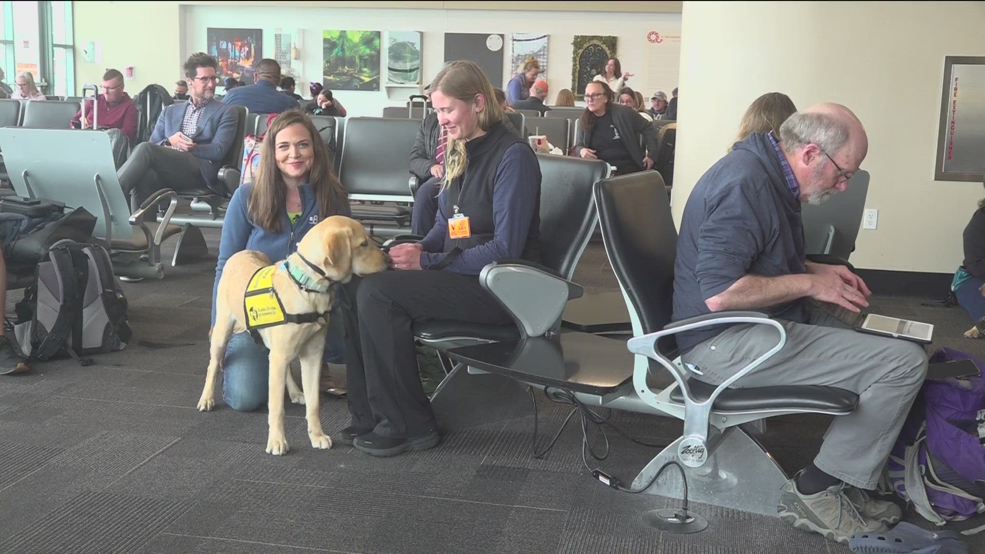 Guide dogs must undergo rigorous training to learn to stay on task, and the airport, which is full of distractions, is a great place to teach a dog how to focus.