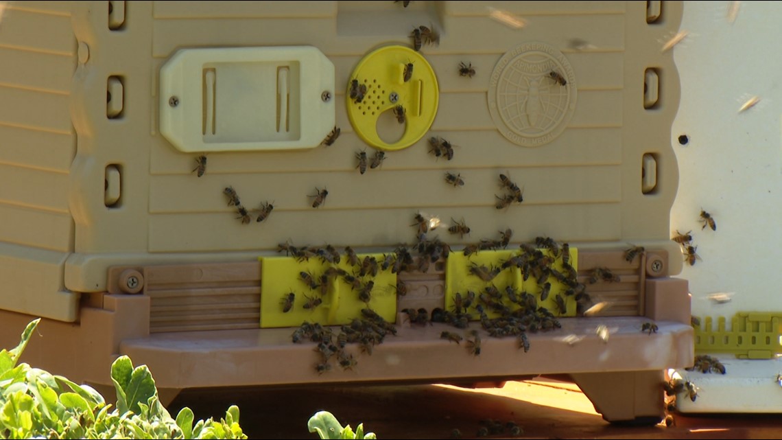 Backyard beekeeping on the rise, including in San Diego County