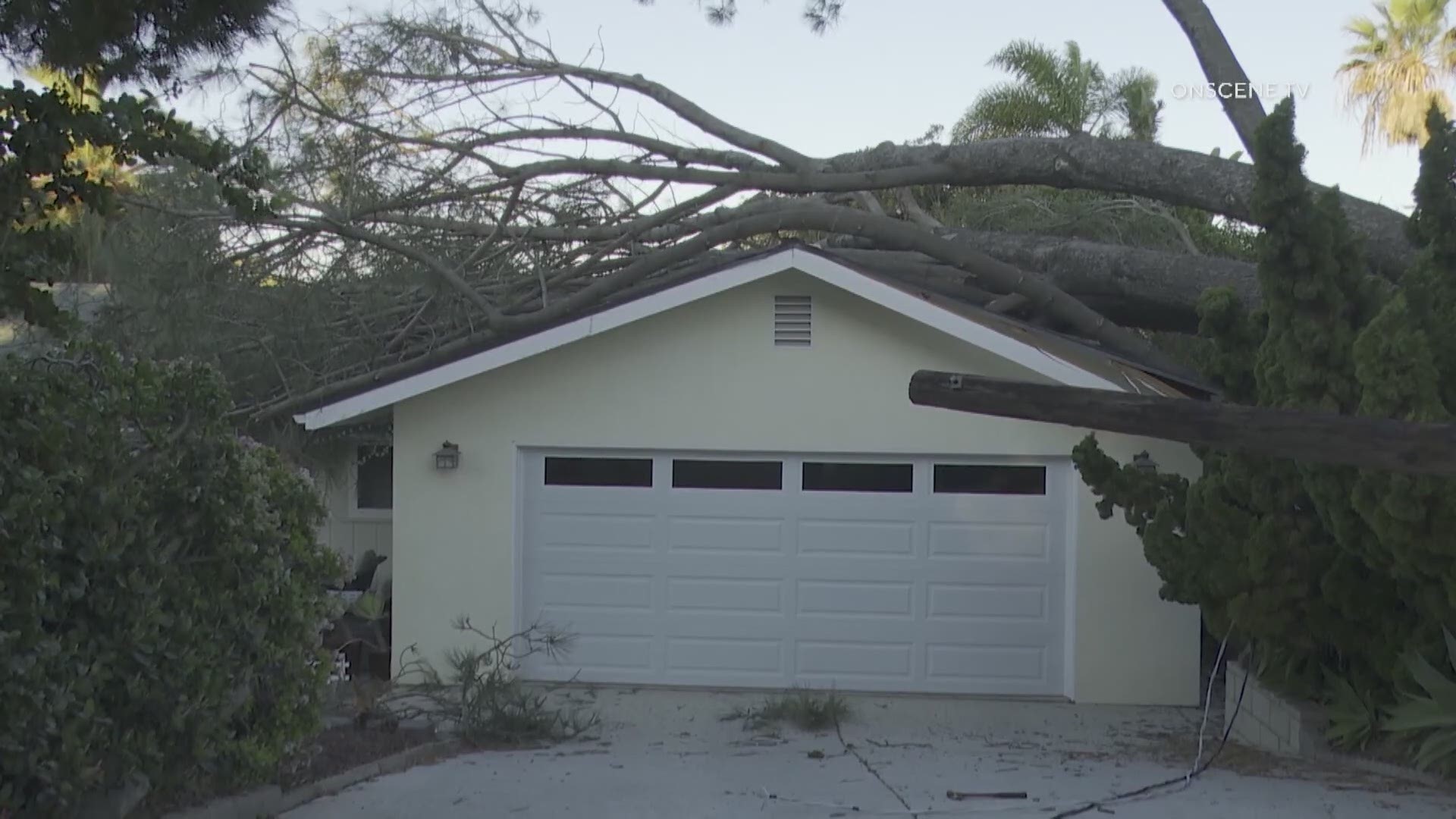 High winds blew down a 75-year-old pine tree onto two houses in Encinitas Wednesday morning.