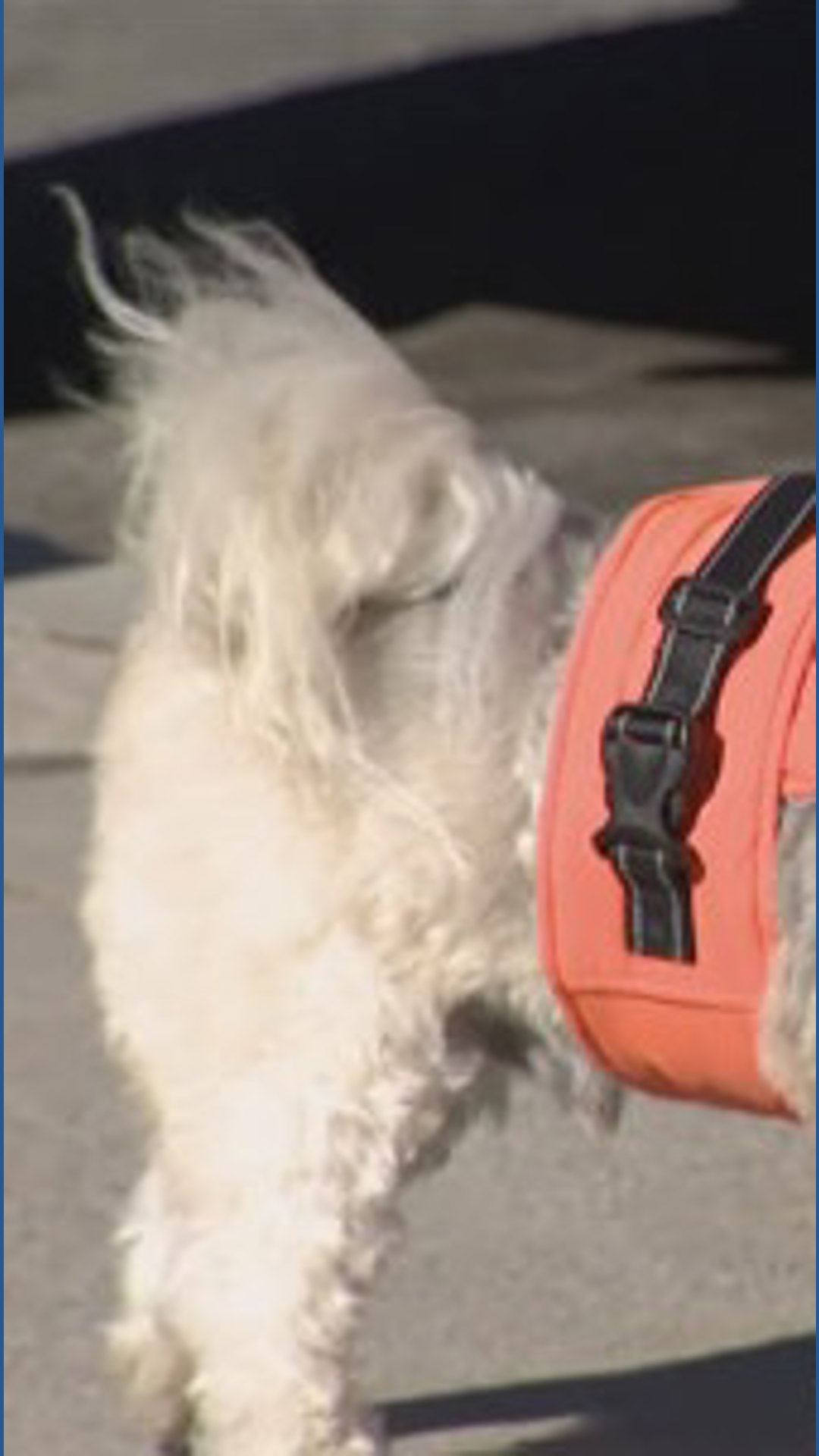 Wind advisory in San Diego due to Santa Ana winds | cbs8.com