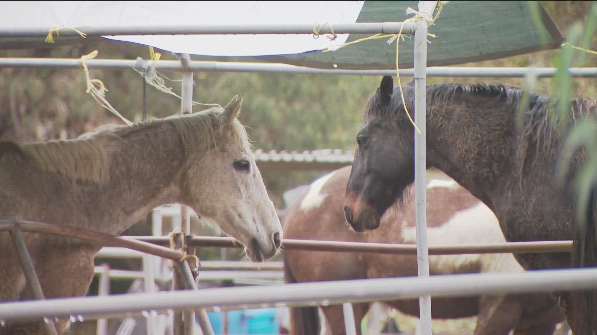 Neighbors expressed concerns about 15 horses on the property.