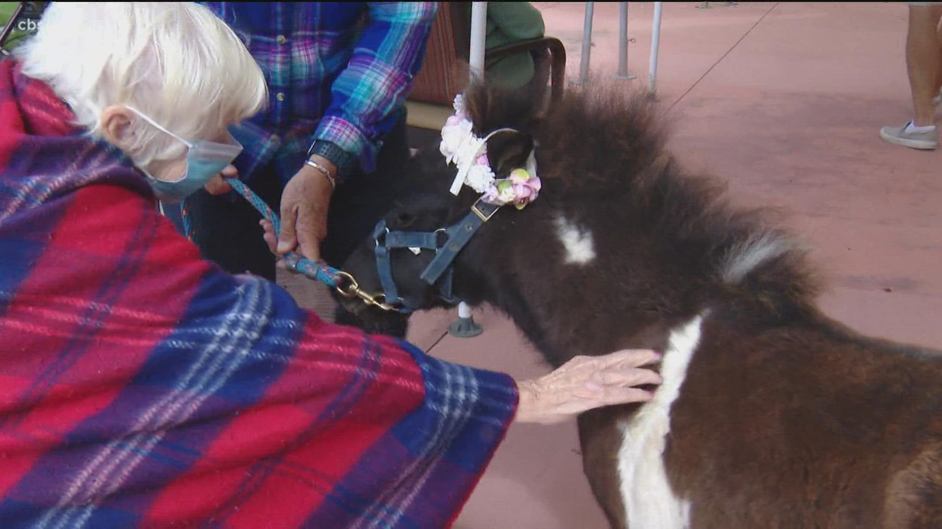 Mini horse senior pet therapy program commences after a pandemic pause. News 8 photojournalist, Coleen Murphy, shows how they make a real difference.