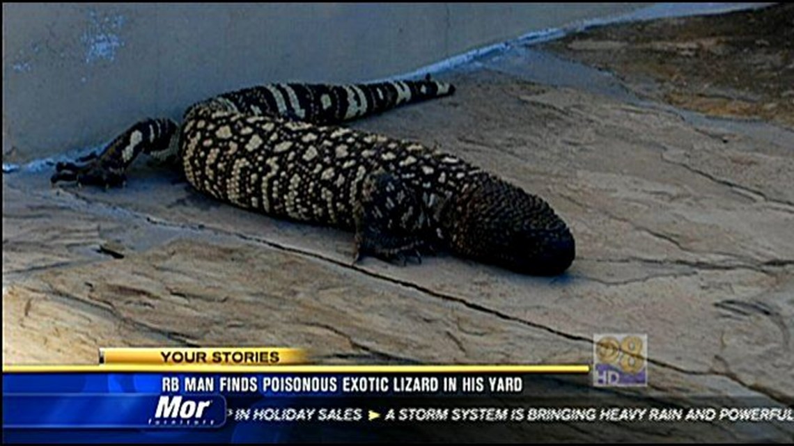 RB man finds poisonous exotic lizard in his yard