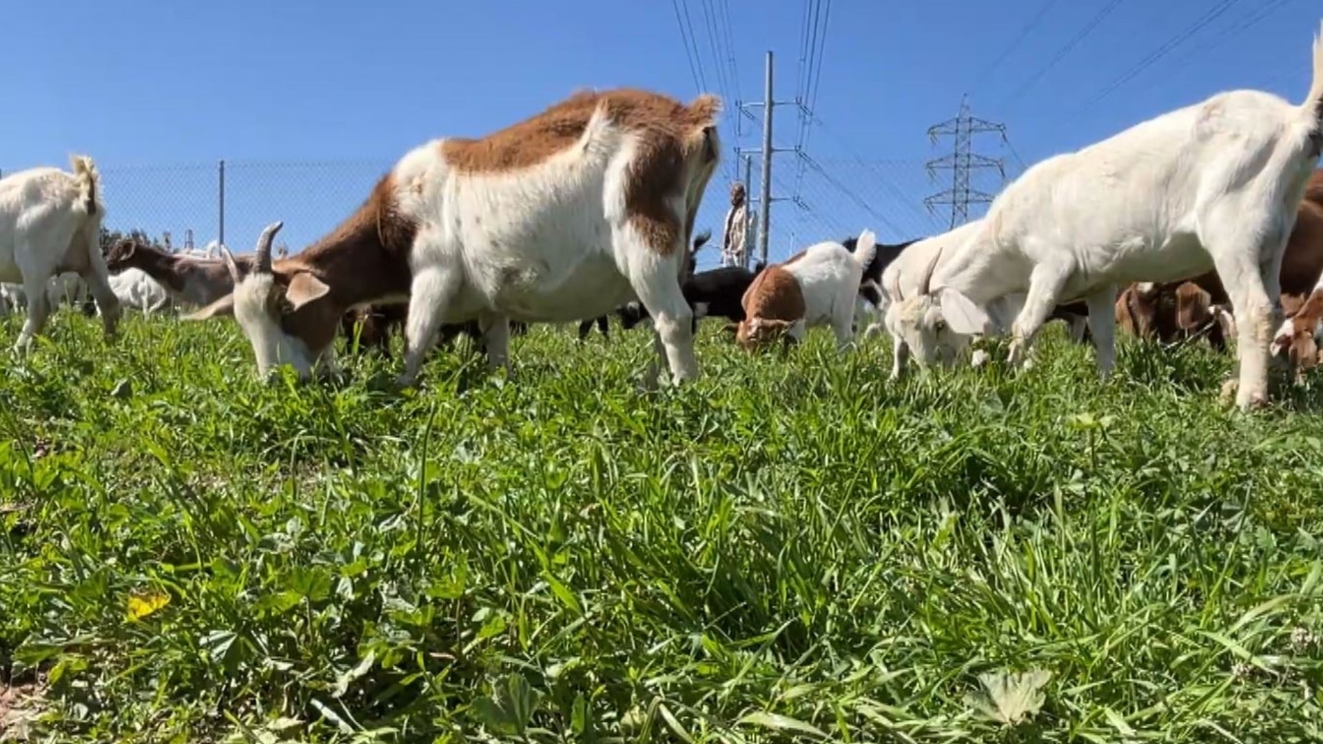 SDG&E and its wildlife mitigation partners have deployed 220 goats to help clear brush in Chula Vista.