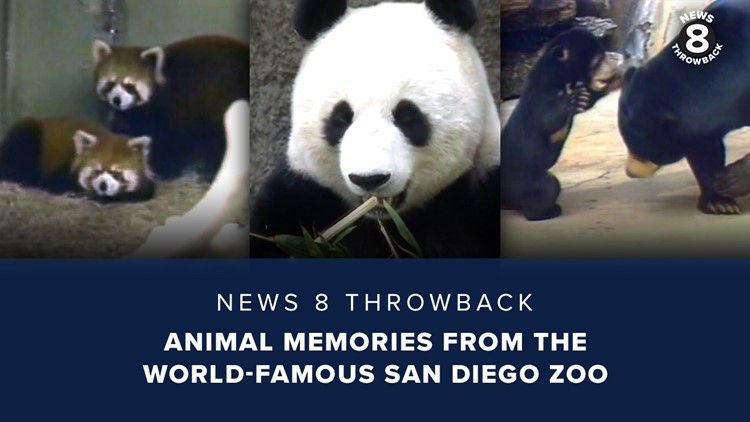 News 8 Throwback: Animal memories from the world-famous San Diego Zoo