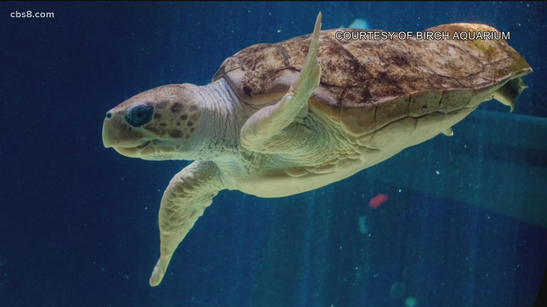 The turtle is believed to be one of a kind and will live out her days at Birch Aquarium due to issues with her hind flippers.