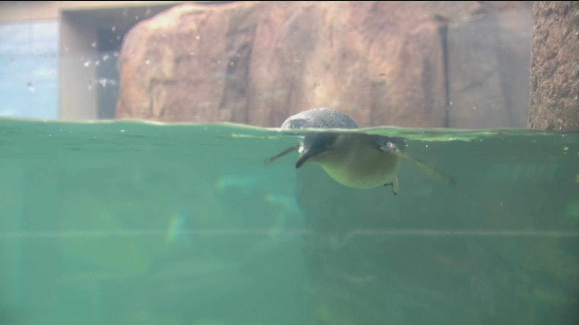 The new 2,900-square-foot exhibit is the biggest addition to the Birch Aquarium in 30 years.