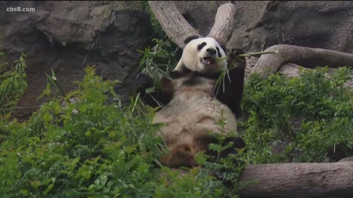 Giant panda  San Diego Zoo Wildlife Explorers