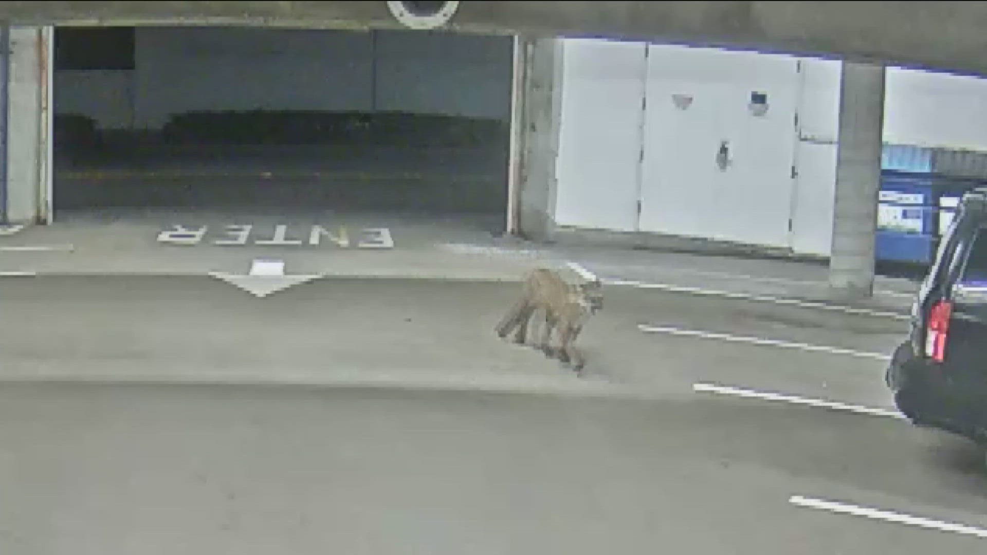 The big cat was seen in a downtown parking garage and looking into a movie theater.