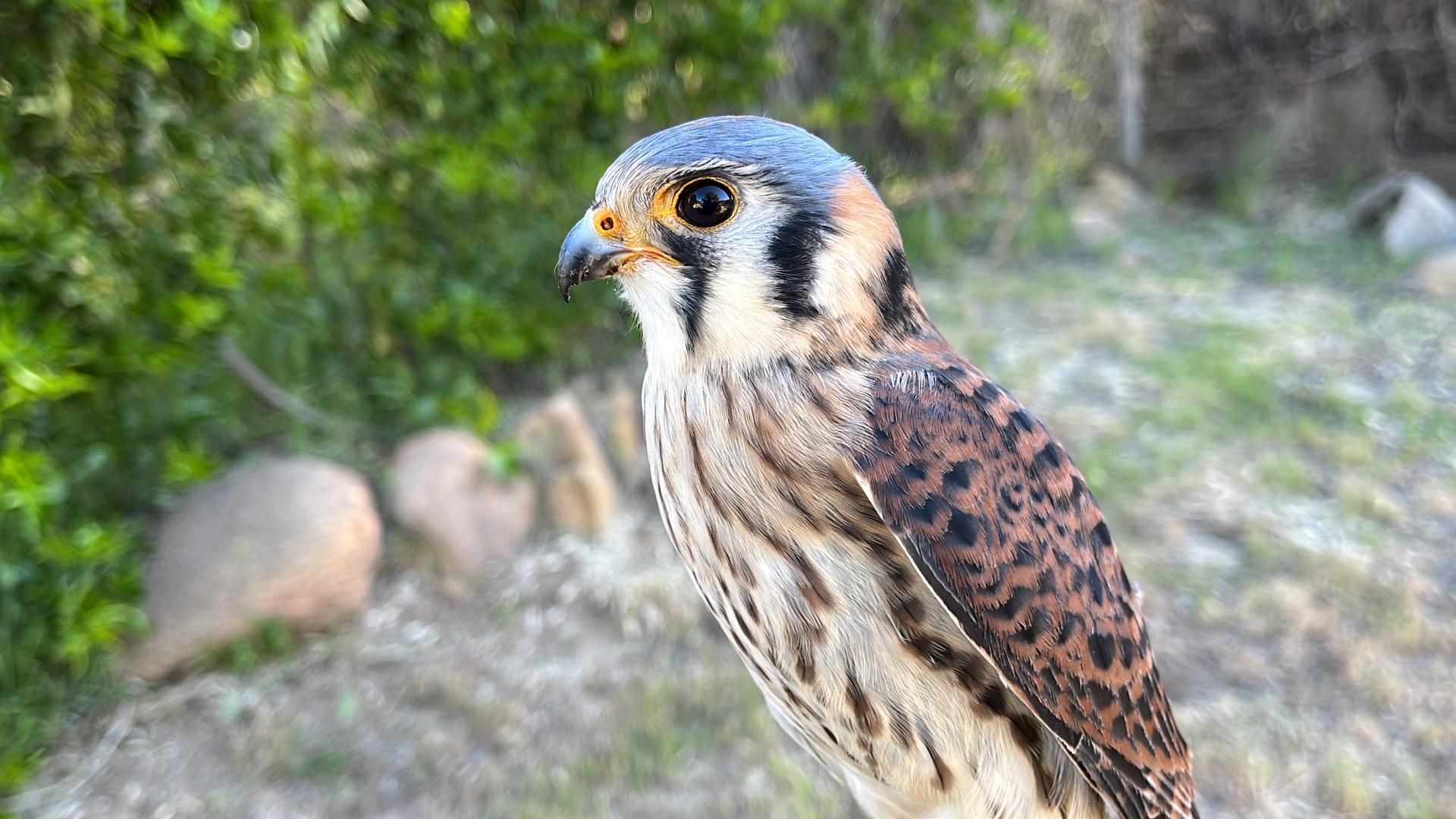 Small Falcon Indiana Volunteers needed to help save North America's smallest falcon | cbs8.com