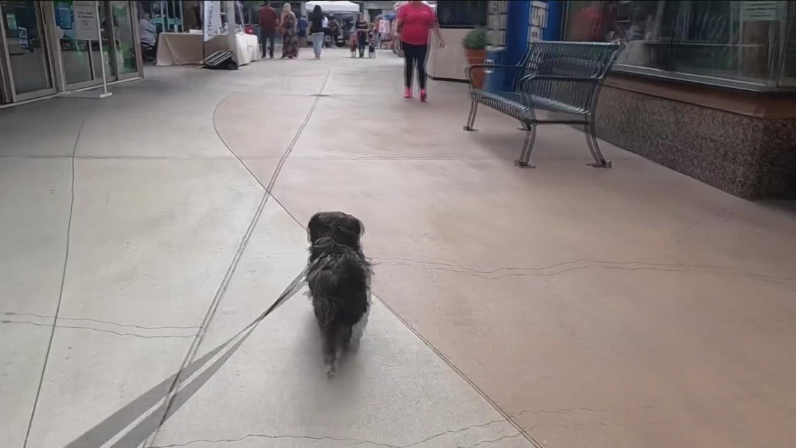 Cupids & Canines MEGA Pet Adoption Event Saturday at Grossmont Center ...
