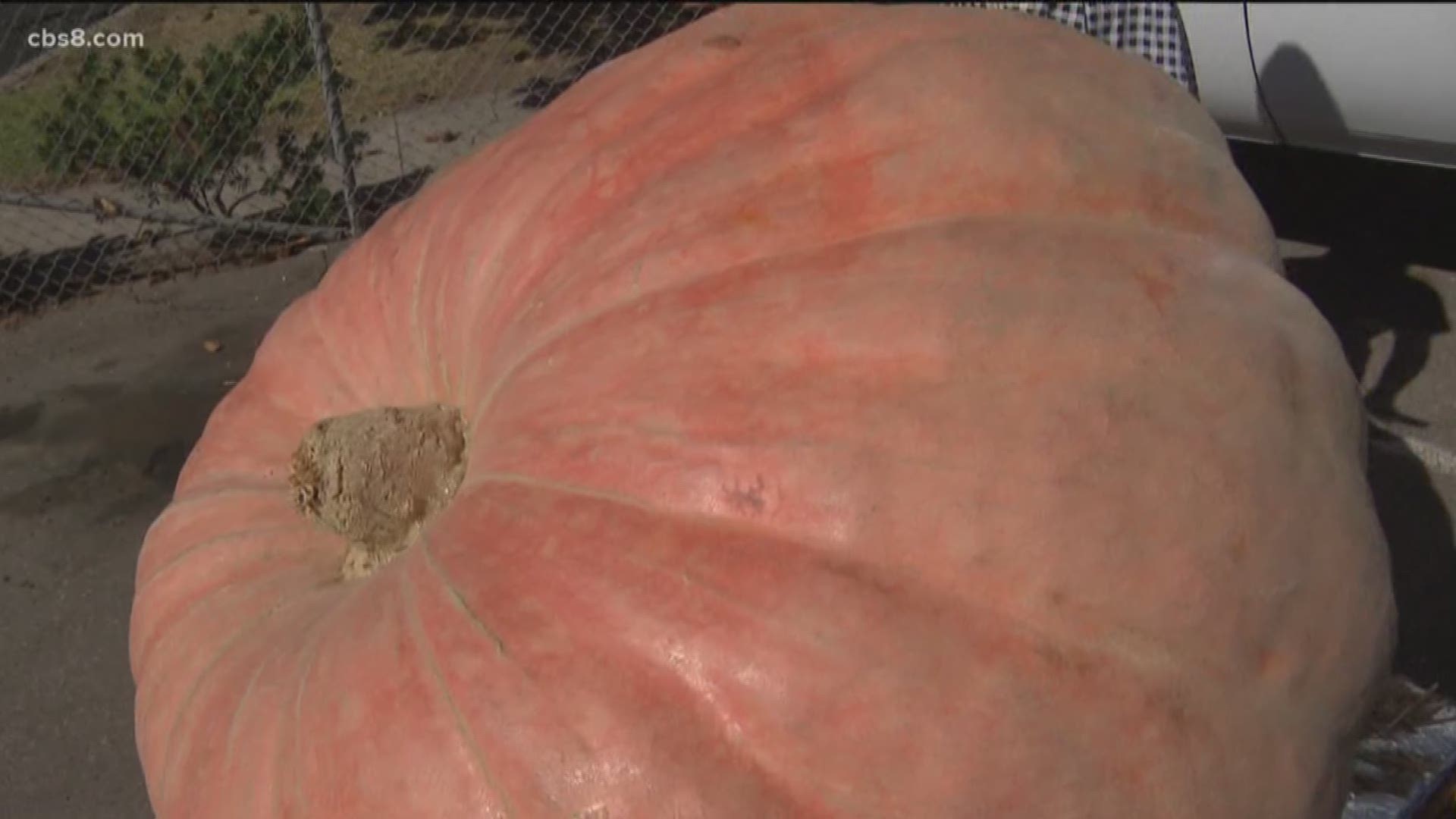 This pumpkin weighs nearly two tons and is worth thousands of dollars.