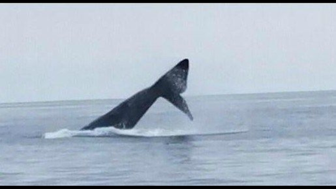 Rare right whale sightings in Southern California | cbs8.com