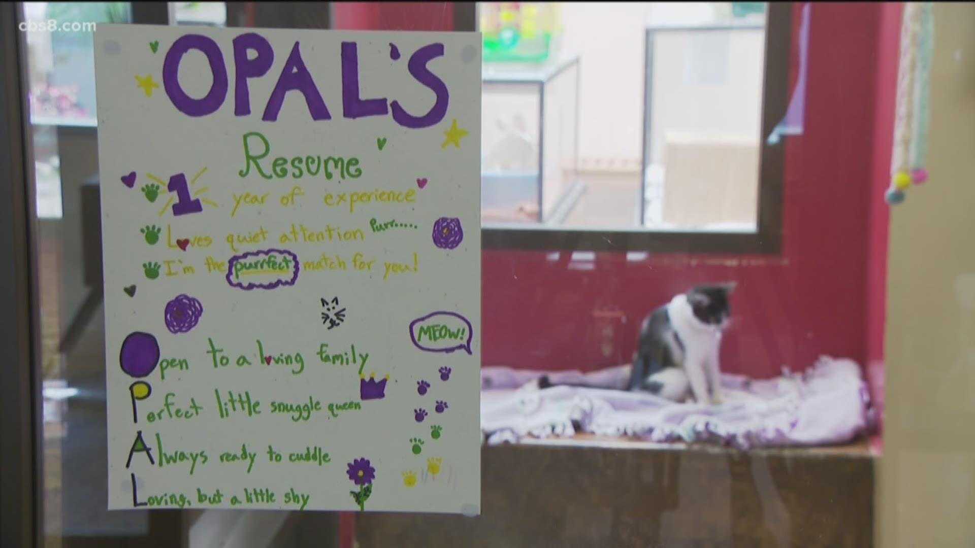 The San Diego Humane Society is getting some help in finding animals their forever home. Kids attending the organization's summer camp created resumes for adoptable animals. News 8's photojournalist Vello Vannak shows us how it is both fun and an educational experience.