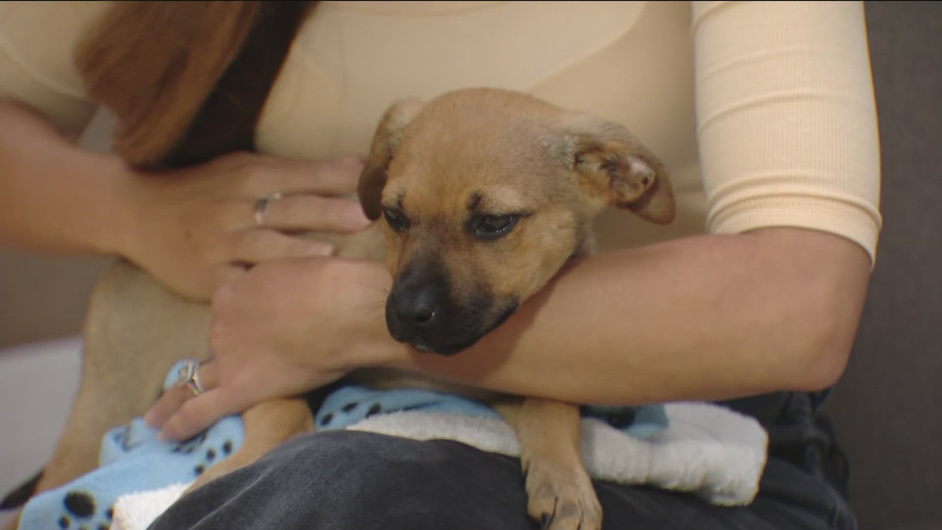 Reclaim fees will be waived at the San Diego Humane Society until July 8 for those looking for their pet that ran away from home.