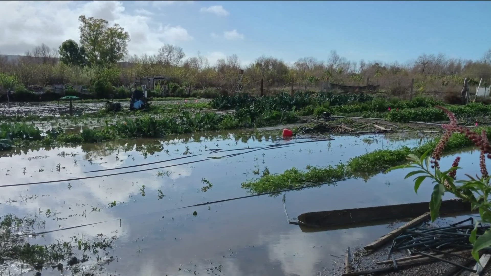 Farmers recovering from floods in Tijuana River Valley | cbs8.com