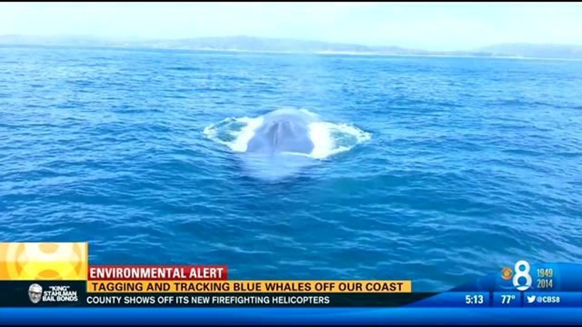 Tagging and tracking blue whales off our coast | cbs8.com