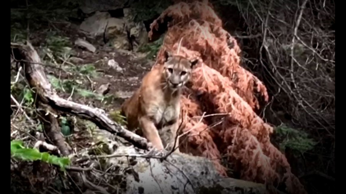 Mountain Lions In NJ? Hikers Could Encounter This On The Trails