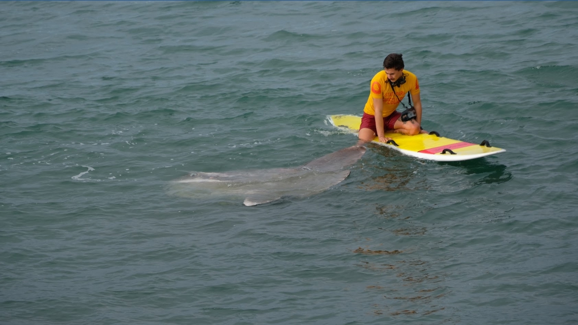 Mola Mola, an enormous Ocean Sunfish, swims with surfers then