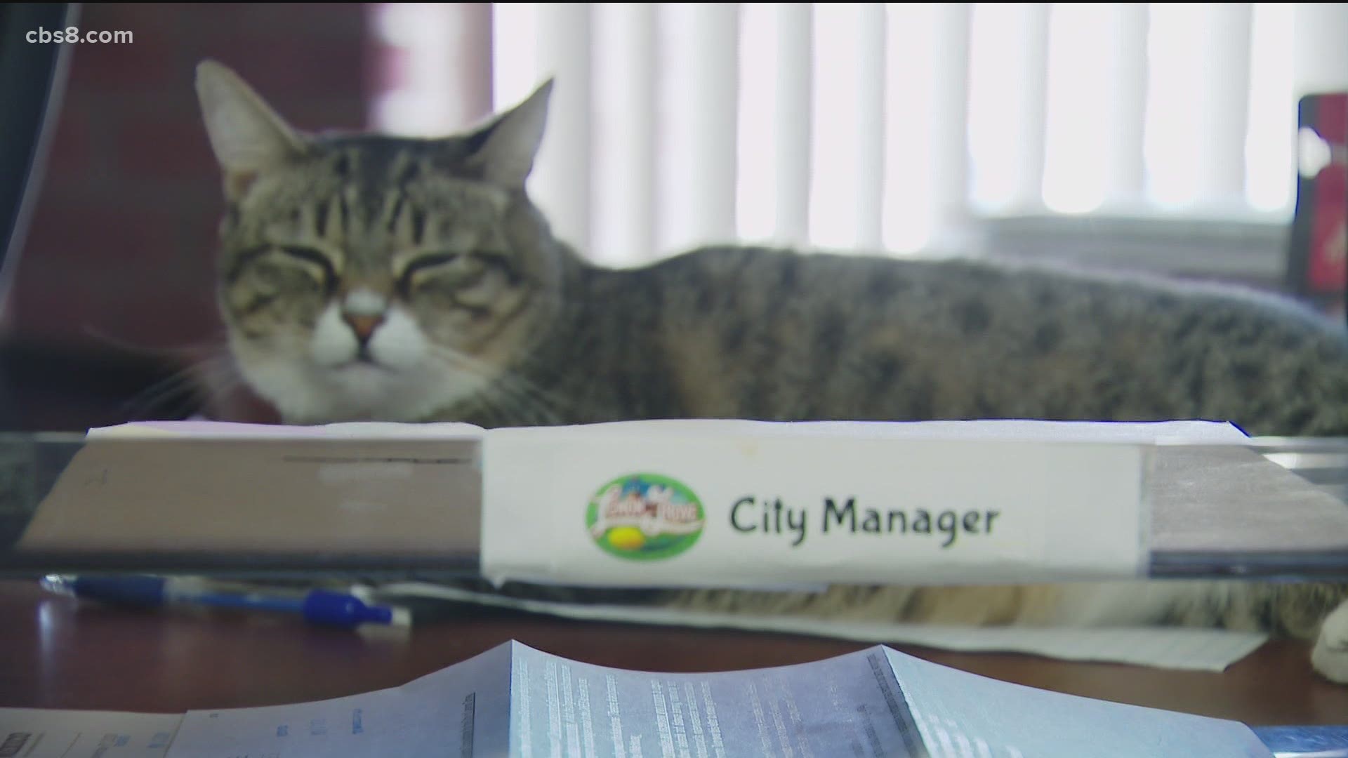 Princess Tyga, a colorful tabby seems more than happy with her role as Lemon Grove city hall’s official emotional support cat.