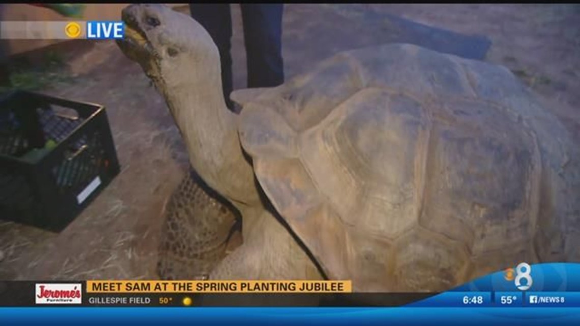 Meet Sam the giant Galapagos tortoise this weekend | cbs8.com