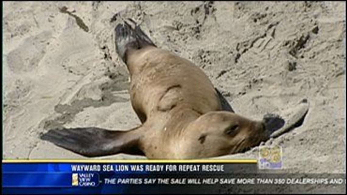 Officials return 'exhausted' wayward sea lion to Columbia River