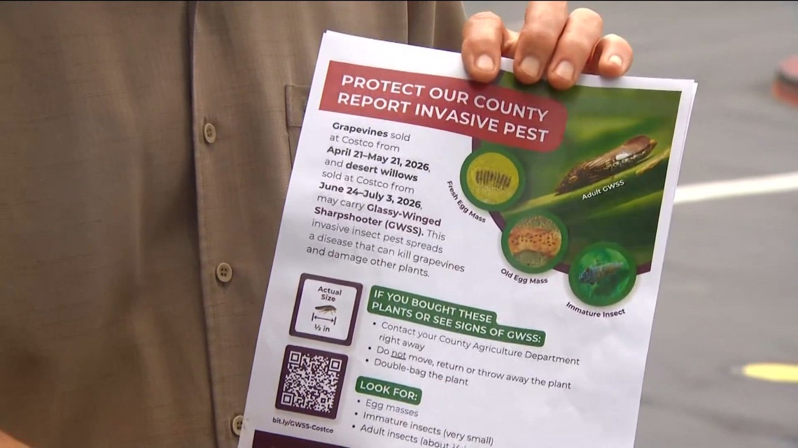 Officials warn Costco customers about invasive insect on Desert Willow plants in...