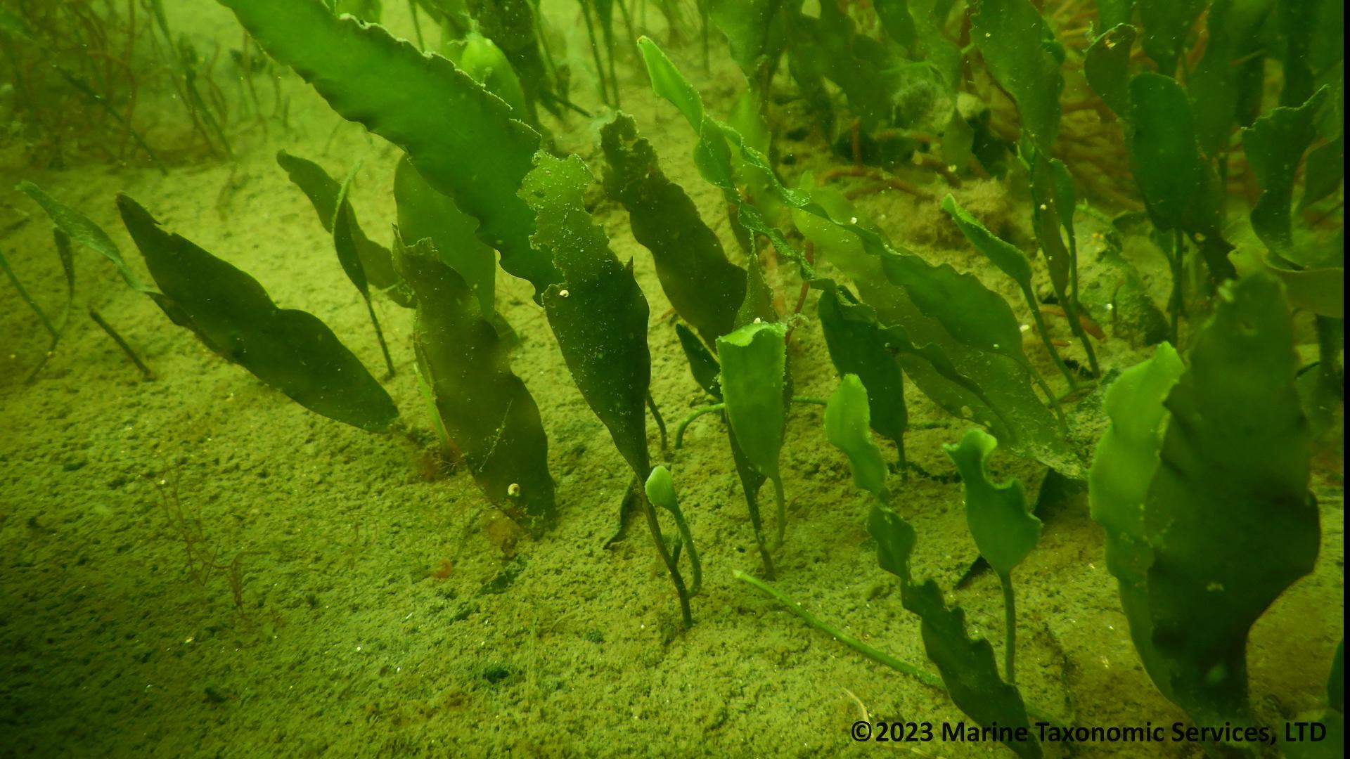 The algae, Caulerpa prolifera, was discovered in the bay in September 2023 and additional patches have been found near Coronado Cays.