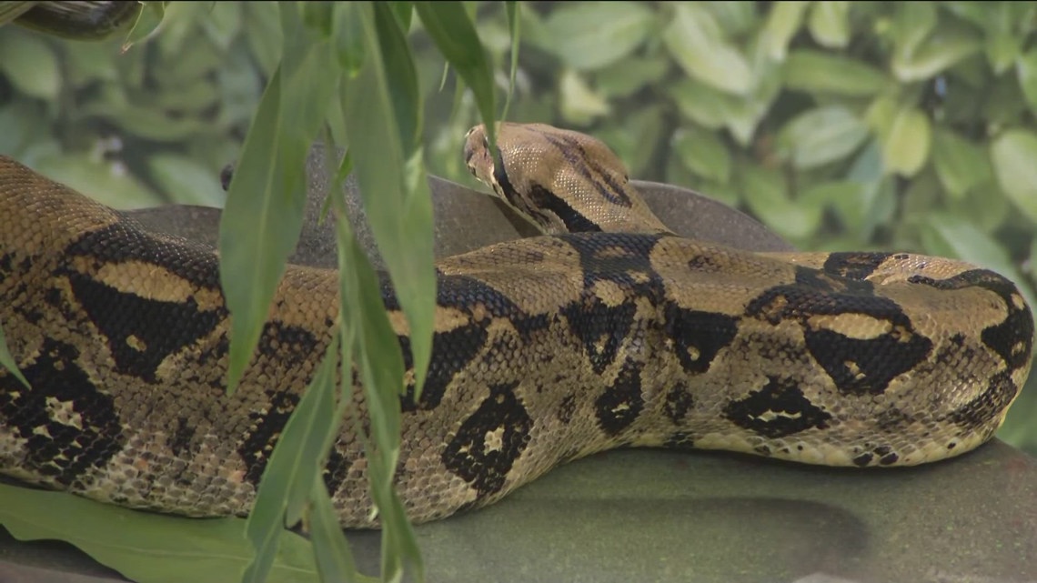 boa トール・スネークEP serial Central American Dwarf Boa (Ungaliophis continentalis) - Joel Sartore