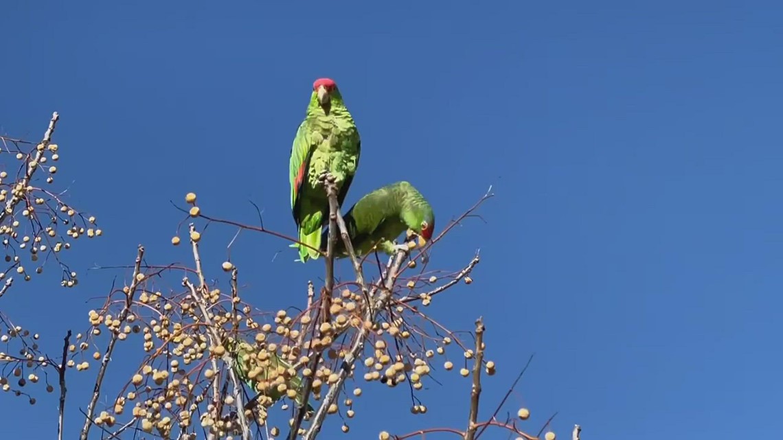Wild parrots in San Diego County