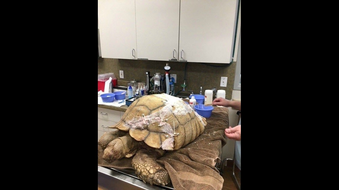 Sulcata Tortoise With Broken Shell Gets Treated Via San Diego's