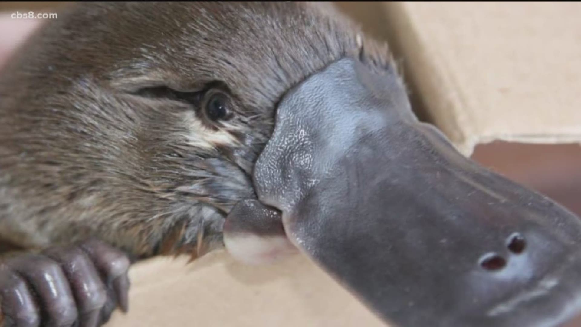 The animals will live in a new habitat at the Safari Park and are the only platypuses that are on display outside of Australia.