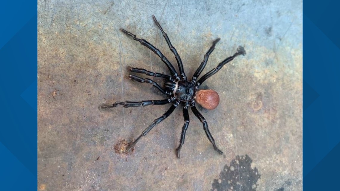 What are these 'trapdoor spiders' spotted around San Diego?