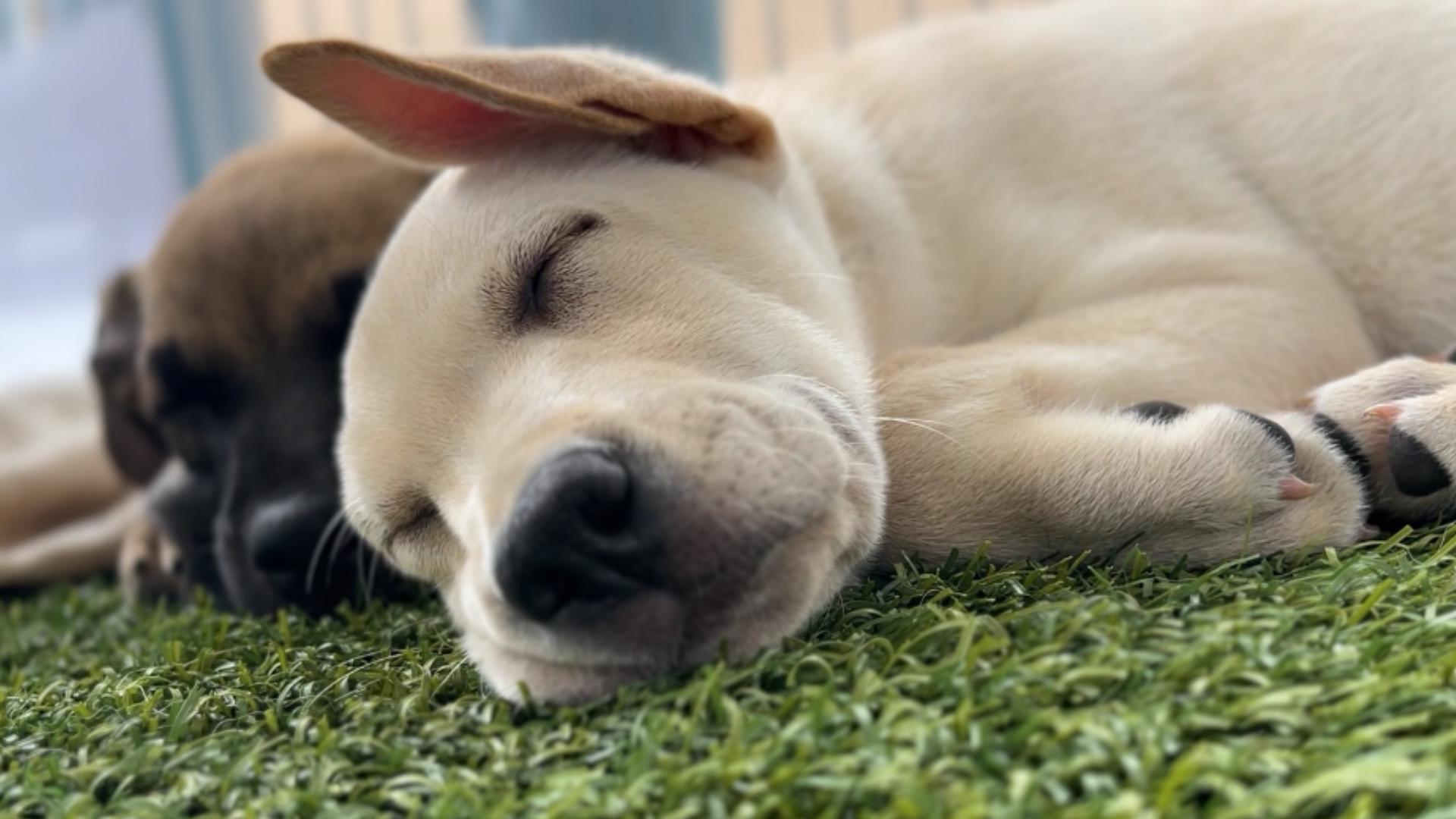 Goal is to raise $945,000 to help care for thousands of animals that come through their doors. Any donations made Thursday will be matched.