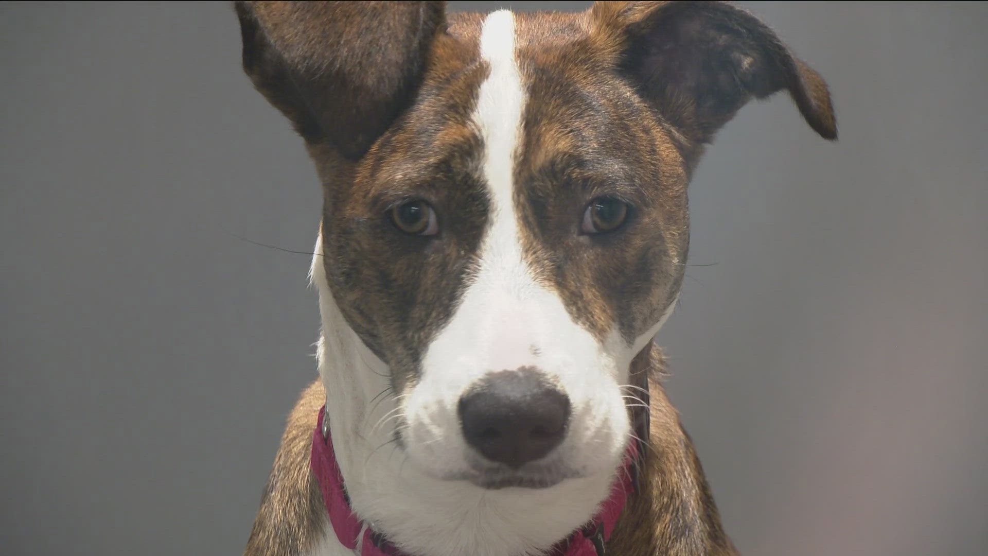 The San Diego Humane Society is struggling with overcrowding as people continue to surrender their pets due to the cost of living.