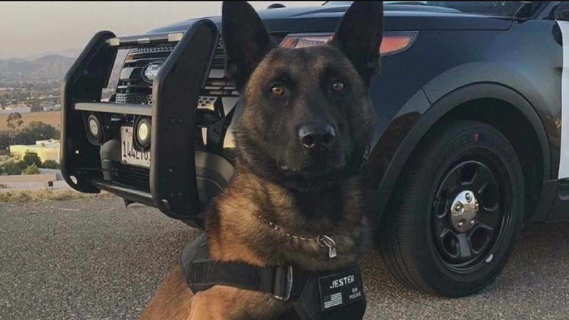 CBS 8 received new video of Jester, the K-9 police dog, as he is recovering from a stab wound after catching a suspect in El Cajon.