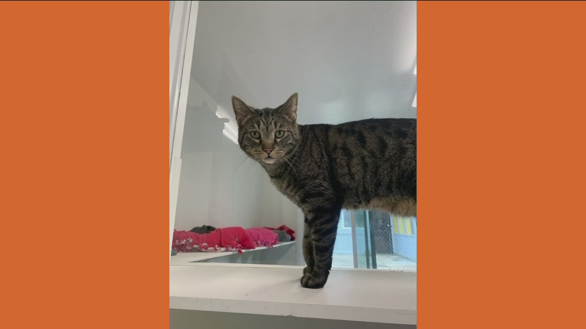 Donald is a very sweet and affectionate boy, he’s the kind of cat who will follow you around the whole room just for some love and attention.