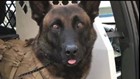 Your Stories Investigates: How did K9 Jester go from star to shelter?