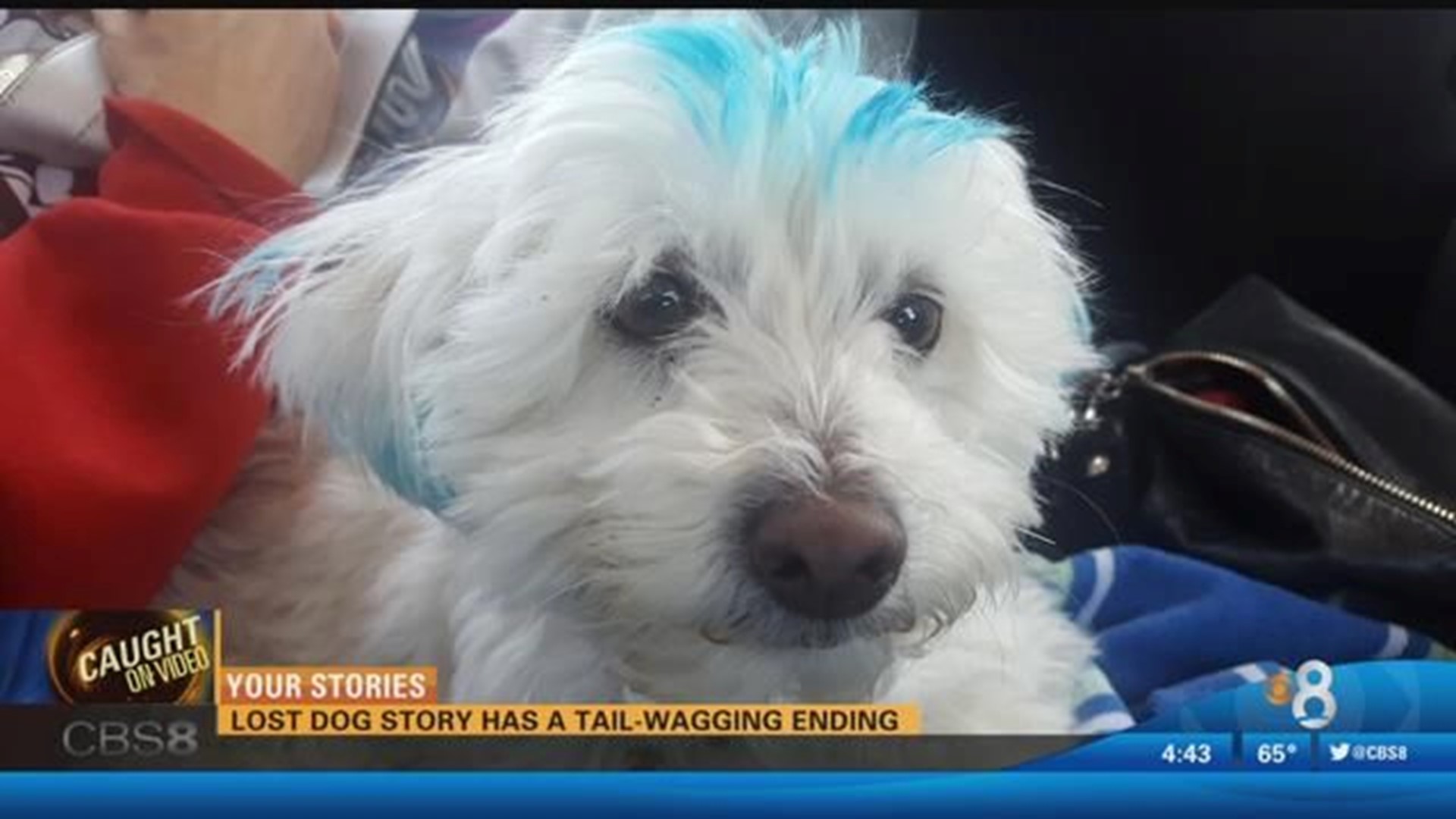 Lost dog story has a tail-wagging ending