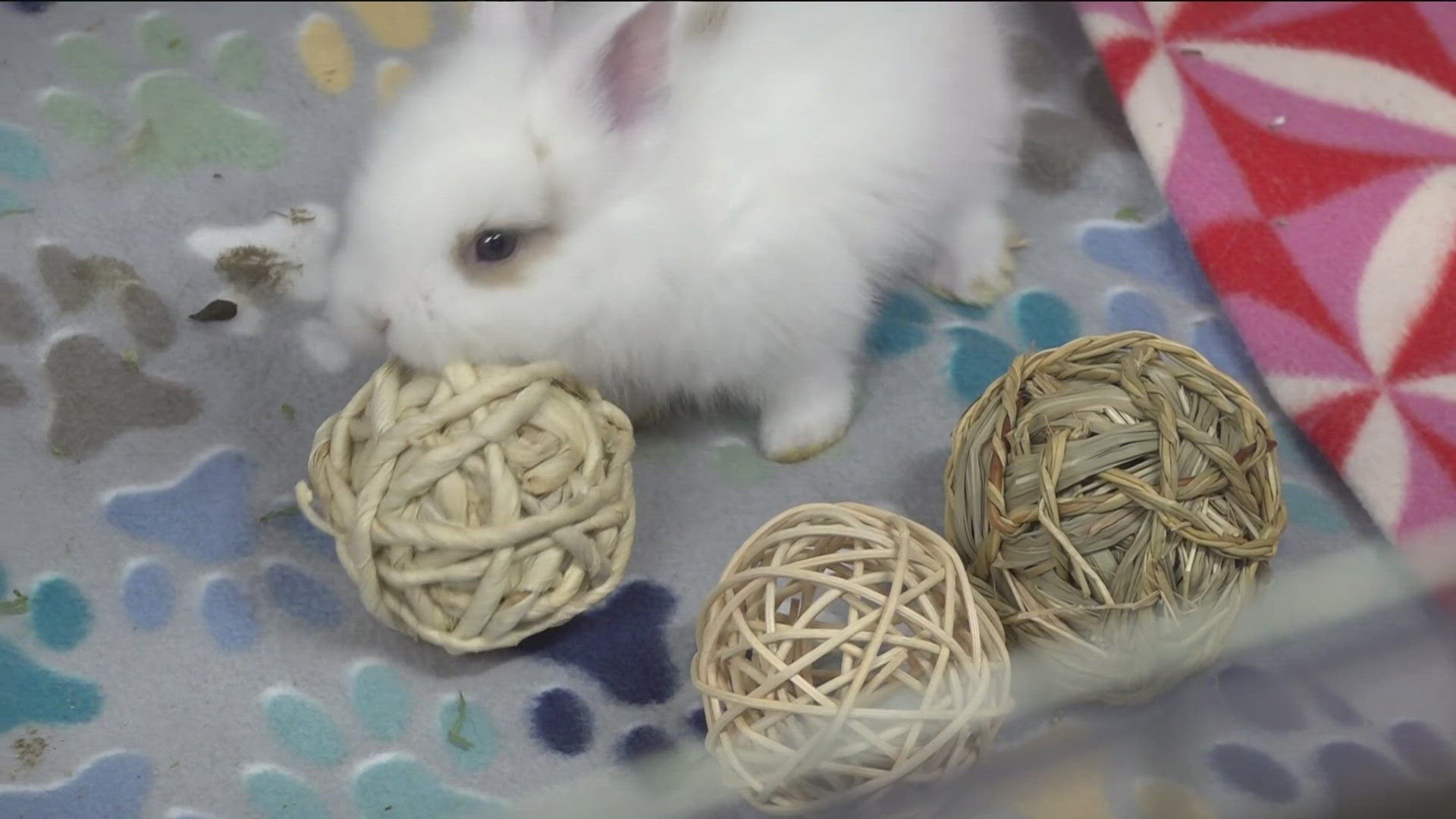 The San Diego House Rabbit Society made an unexpected rescue of nine baby rabbits and one mother after they were abandoned in front of the shelter's front door.