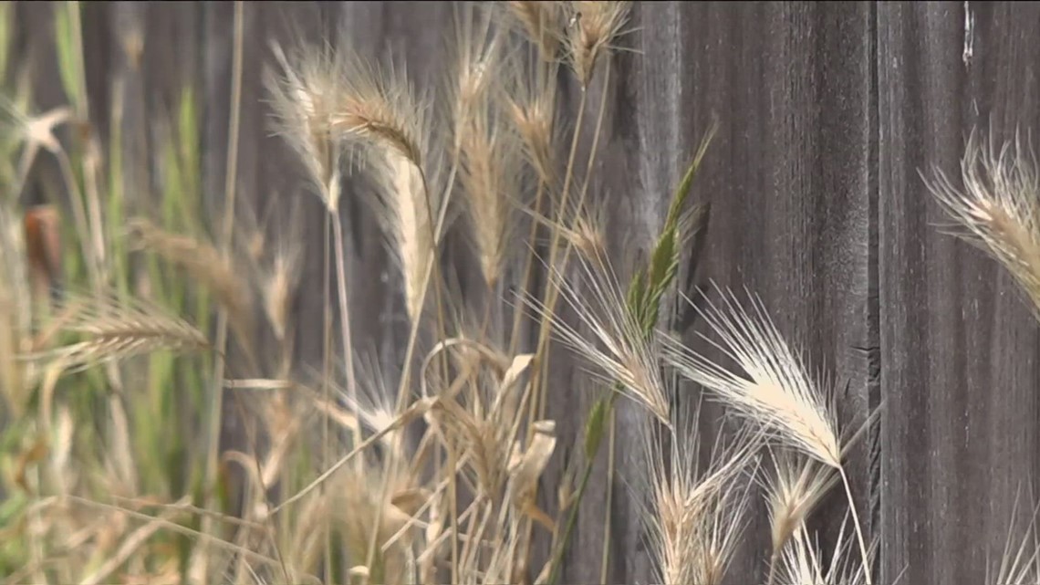 Dangers of foxtails: How it could hurt, kill your pet
