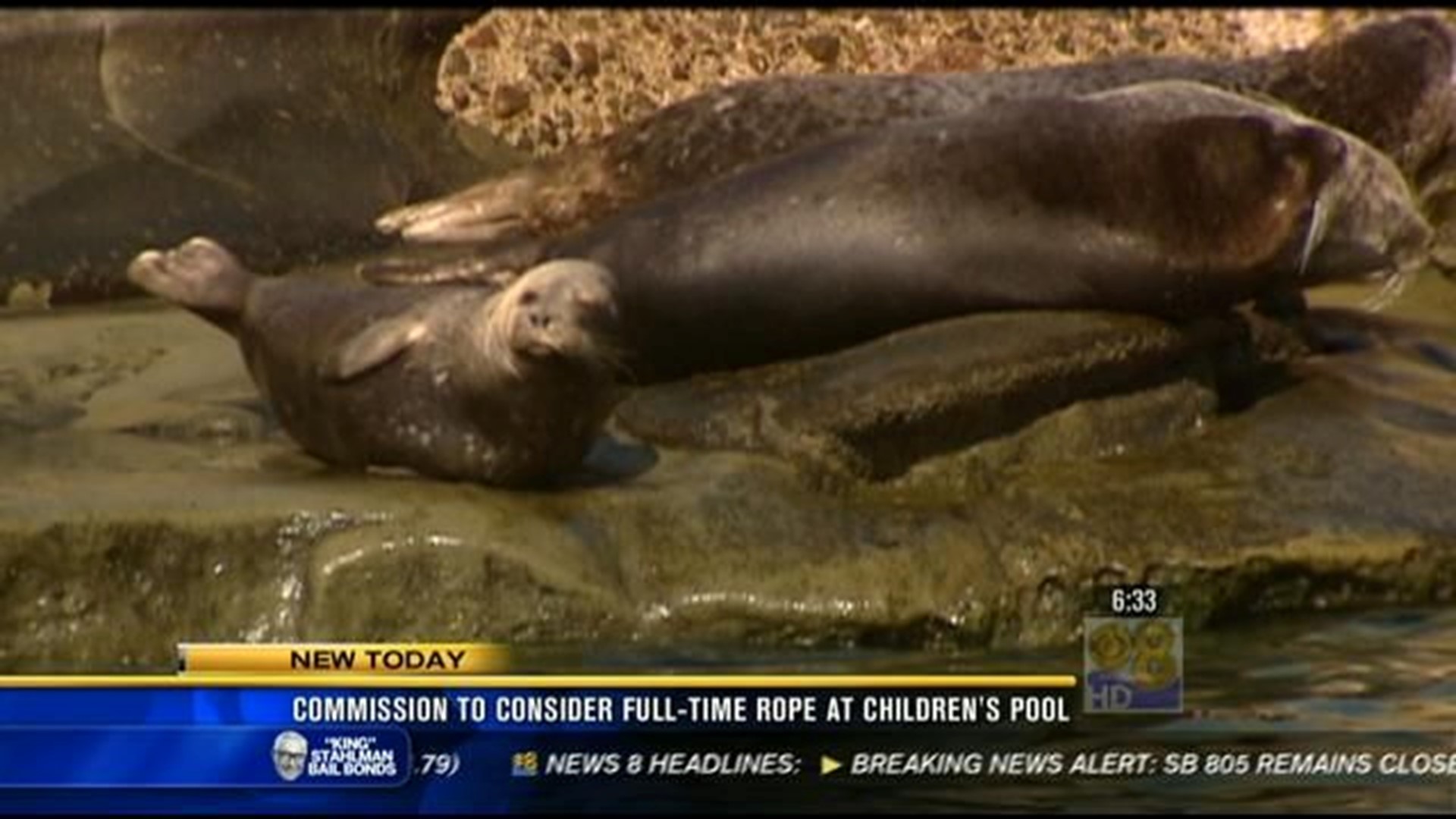 La Jolla Harbor Seal Rookery 