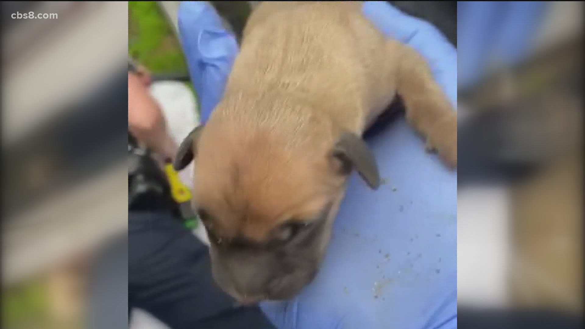 San Diego Humane officers calmly rescued 10 puppies underneath a van Thursday.