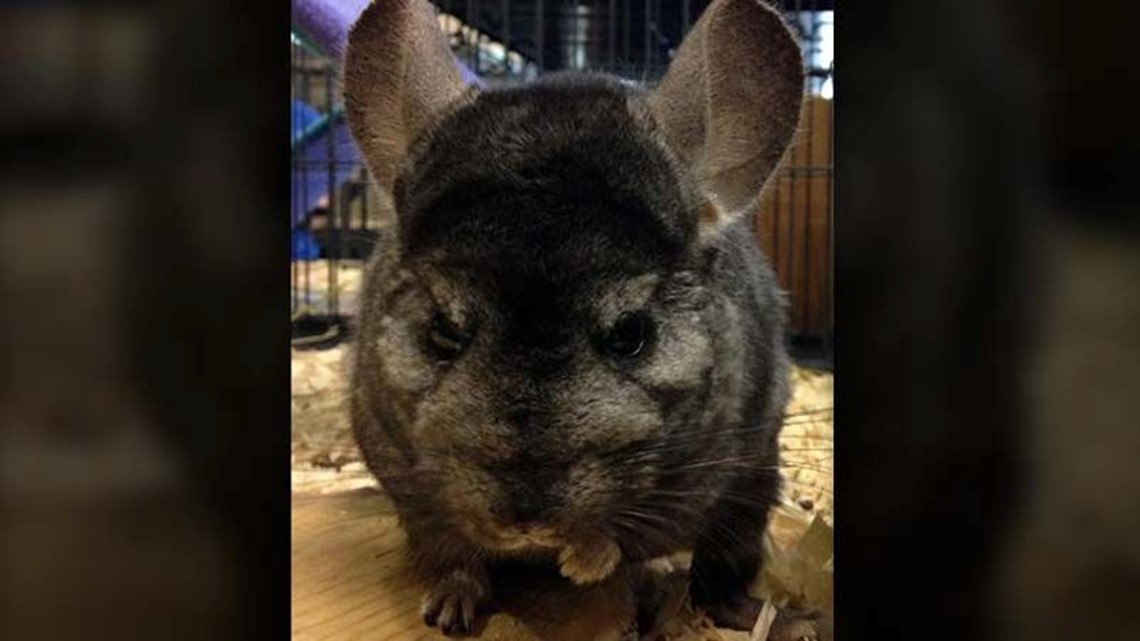 Hundreds of chinchillas need homes