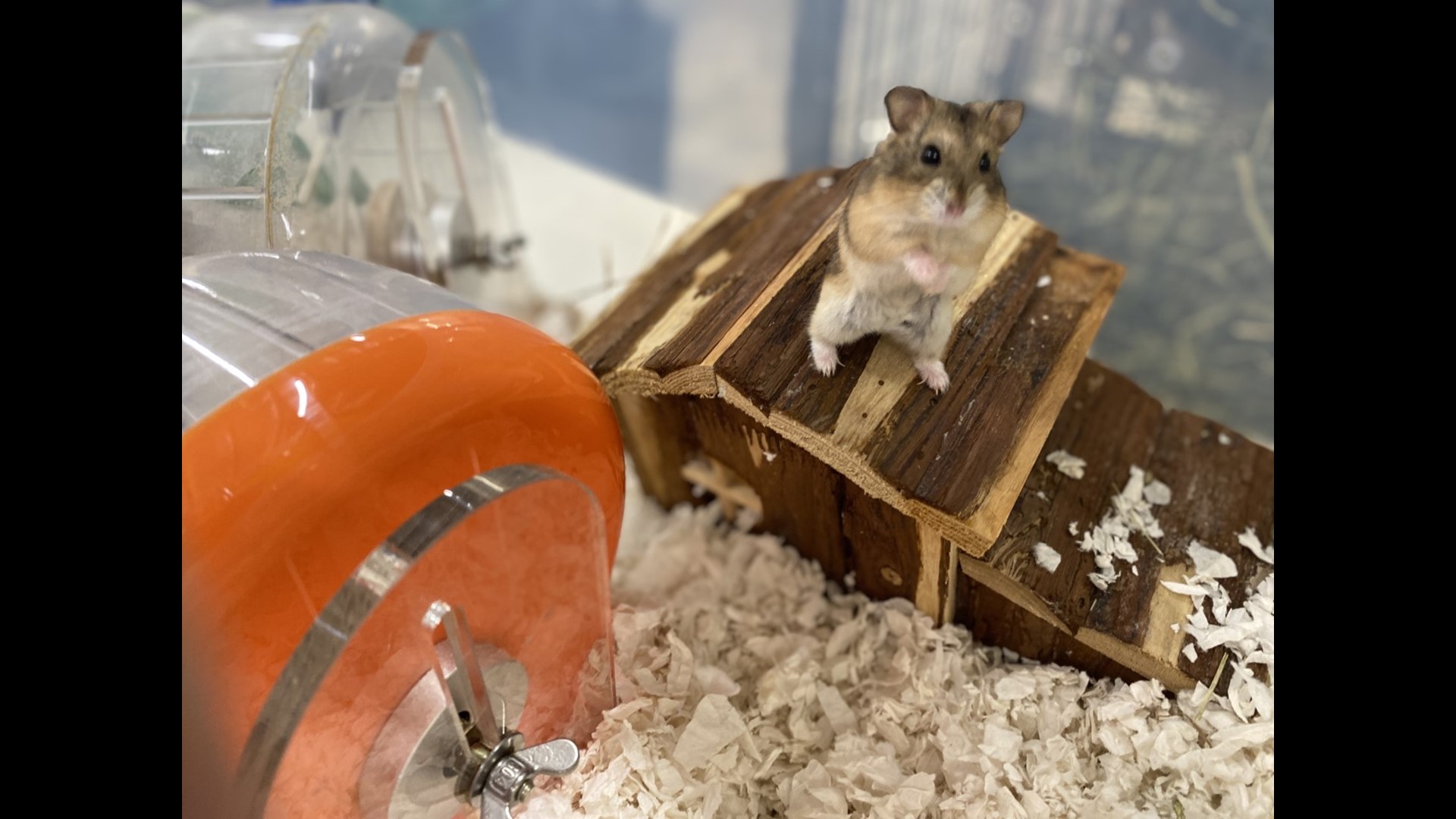 Wee Companions Animal shelter makes a big deal out of little pets