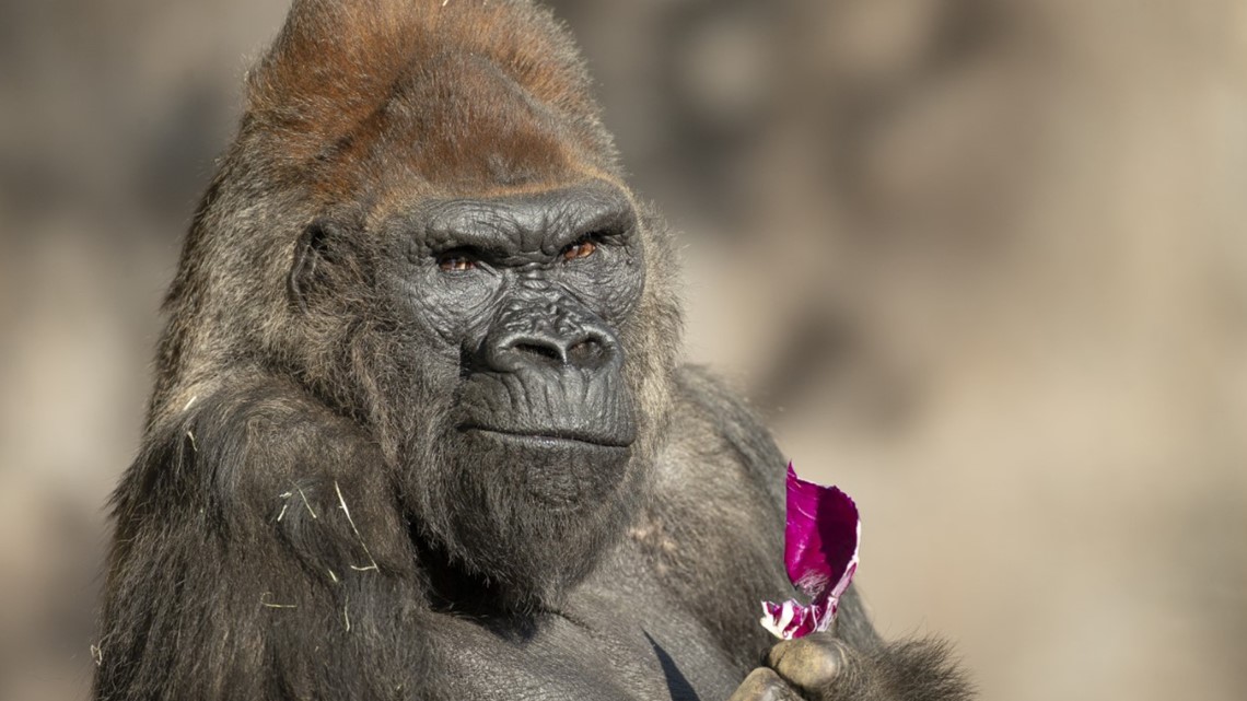 Great apes at the San Diego Zoo and Safari Park given vaccine